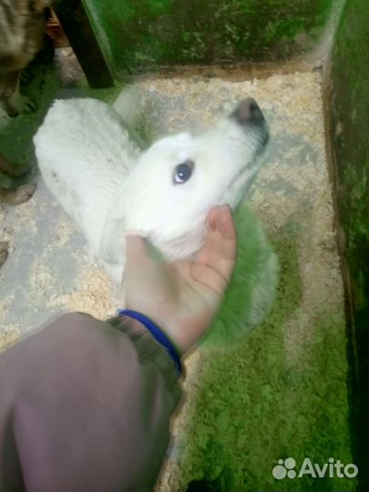 Небольшим собачкам очень нужен дом