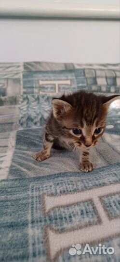 Котята не вдуплята - ласковые мурчалки