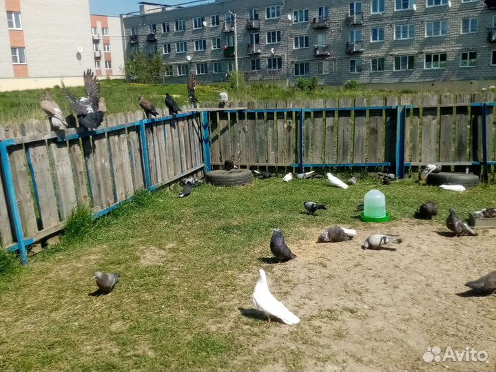 Николаевские голуби