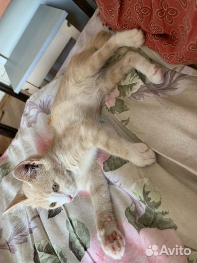 Кошка в дар