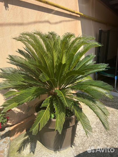 Саговая пальма