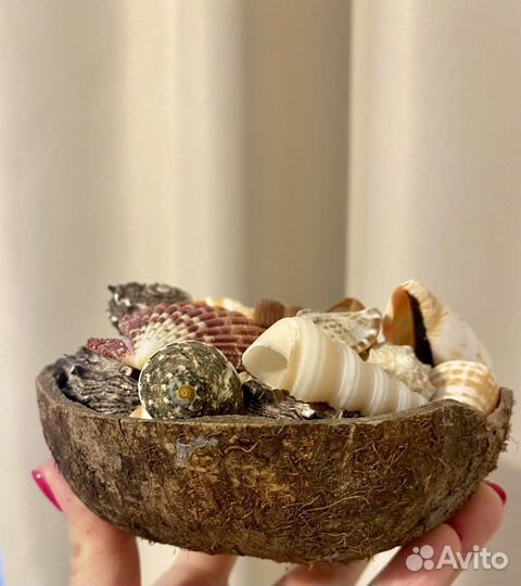 Морские ракушки