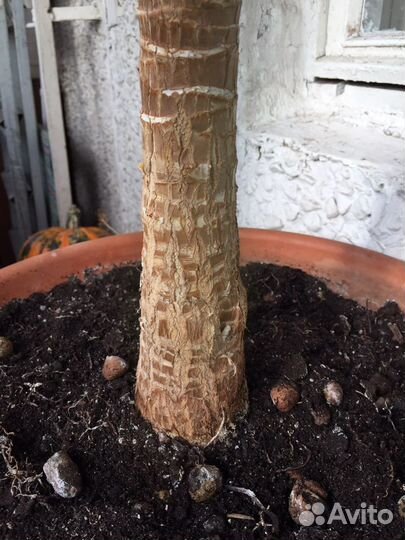 Пальма Юкка 180 см