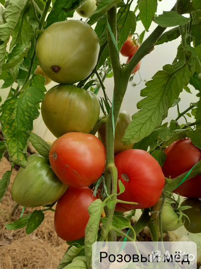 Рассада коллекционных сортов томатов