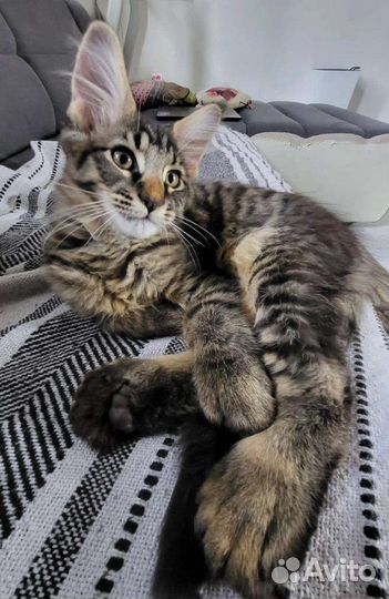 Котята мейн-кун