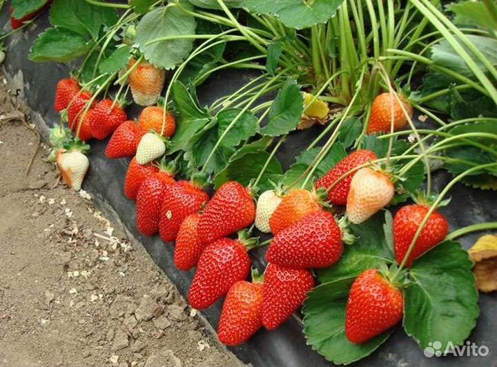 Рассада клубники