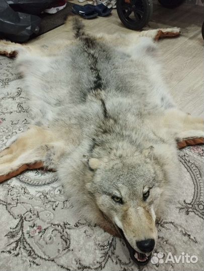Шкура волка