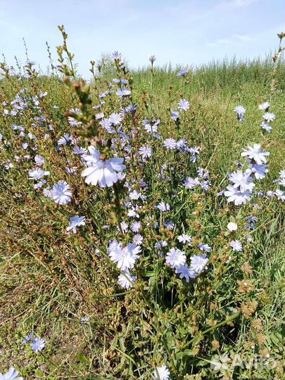 Свежий алтайский мëд