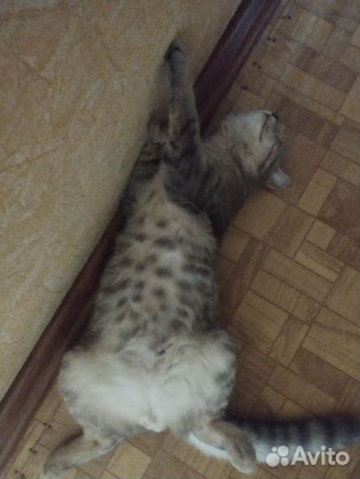 Котик для вязки