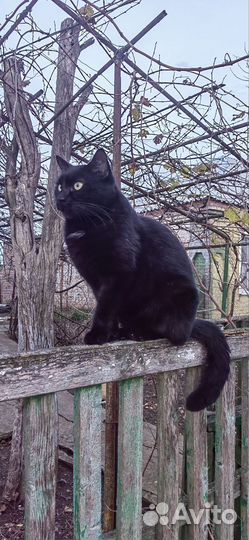 Кот Чёрный
