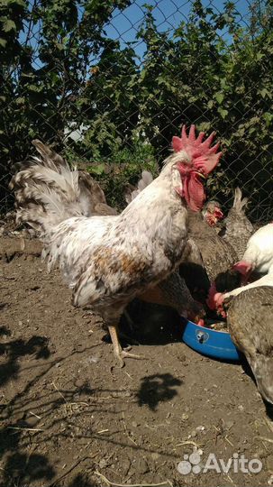 Легбар кремовый: племенные петушки