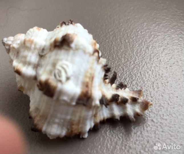 Морские ракушки раковины