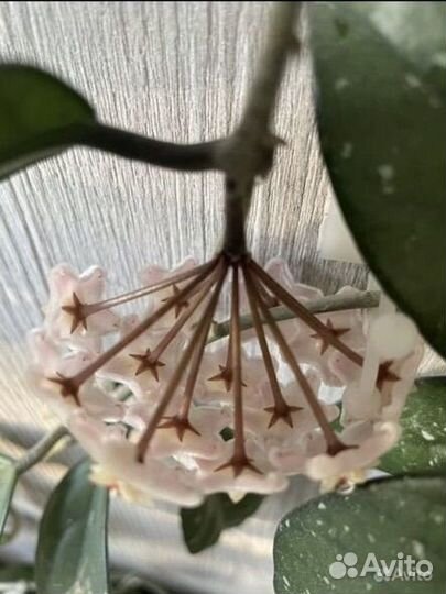 Много цветов