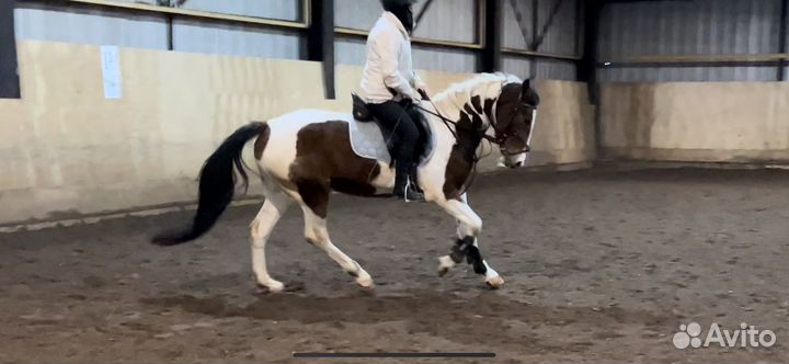 Продаются лошади