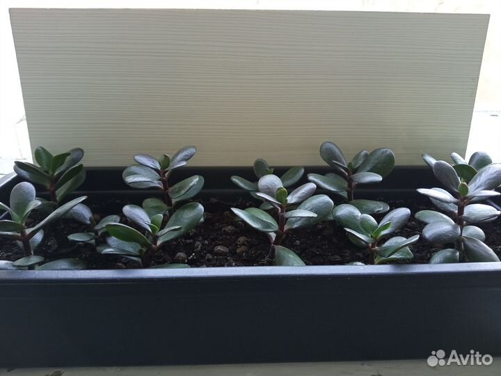 Денежное дерево (Толстянка),отростки уже с корнями