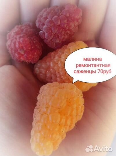 Ремонтантная малина