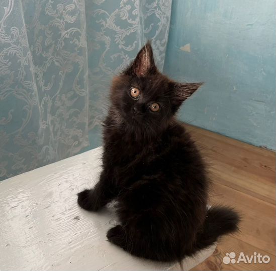 Мейн-кун котенок