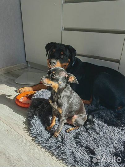 Услуги кинолога с выездом