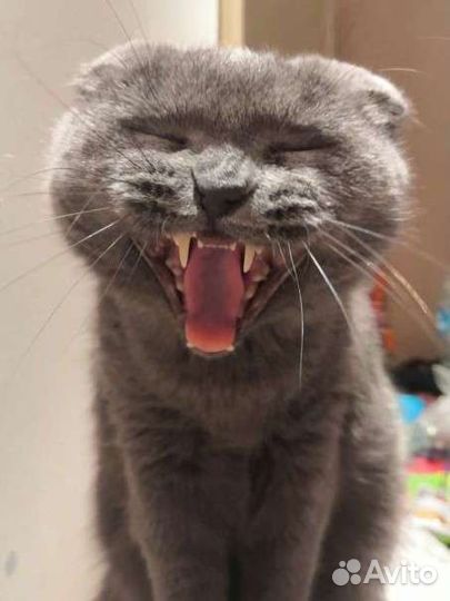 Шотландская вислоухая кошка