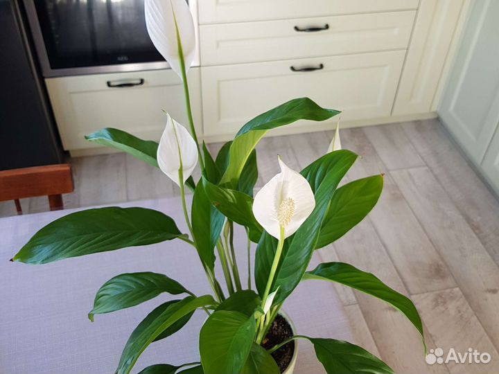 Отростки спатифиллума