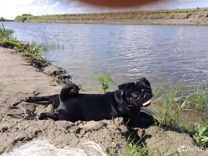 Щенки мопса