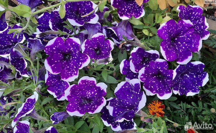 Вегетативные цветы