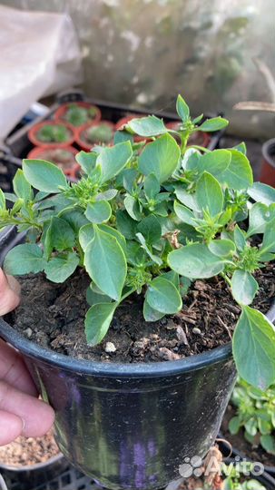 Кампанула жених и невеста