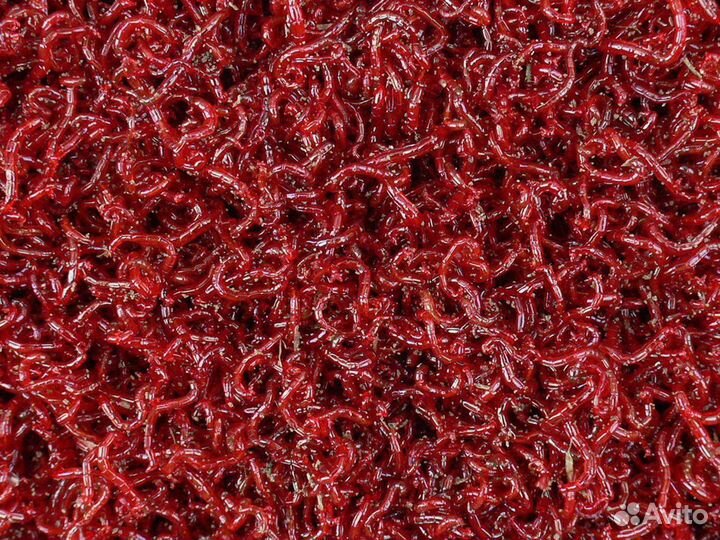 Мотыль живой мелкий