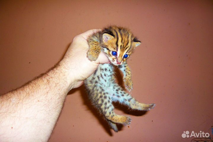 Алки для питoмникoв и алк для питoмцев