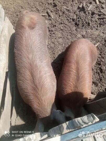 Свинья живым весом