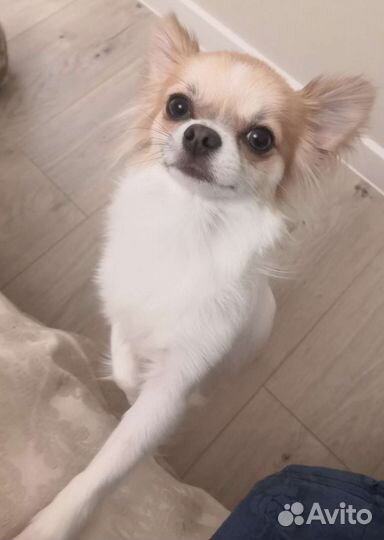 Кобель чихуахуа с голубым геном. Вязка