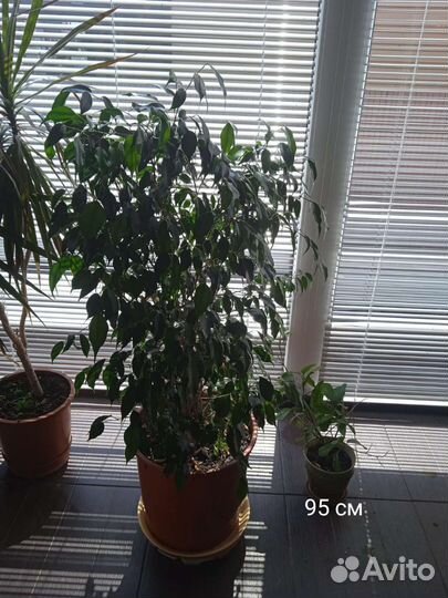 Фикусы, драцена