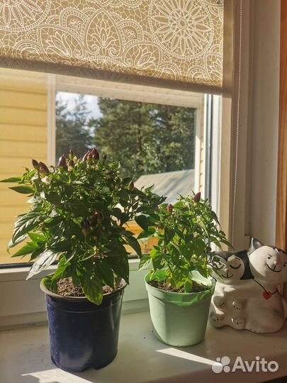 Комнатные цветы перец огонёк многолетний