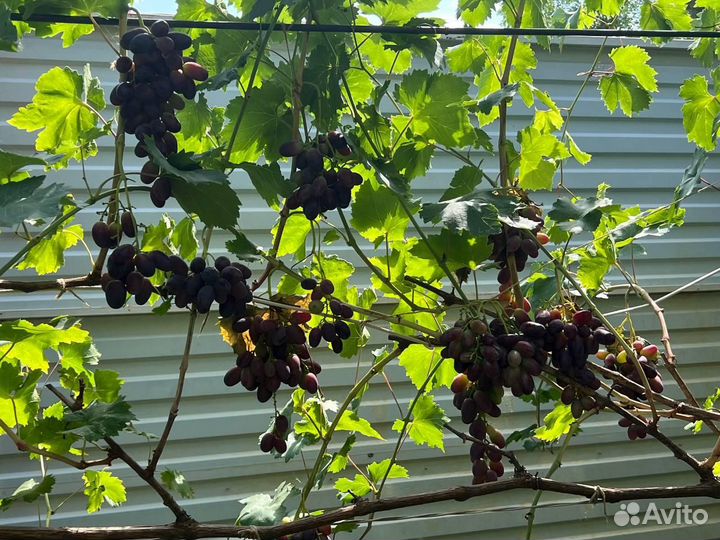 Саженцы и черенки винограда