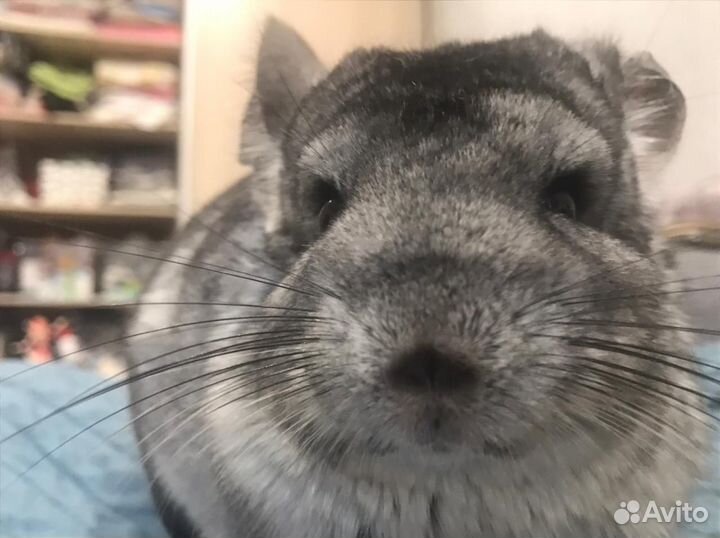Шиншилла с клеткой