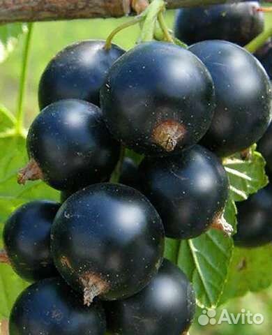 Смородина Селеченская черная/белая/красная саженцы