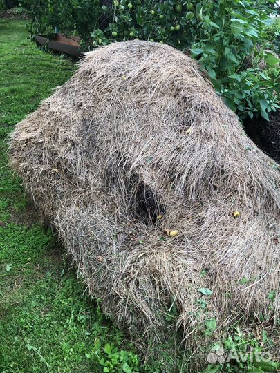 Сено солома