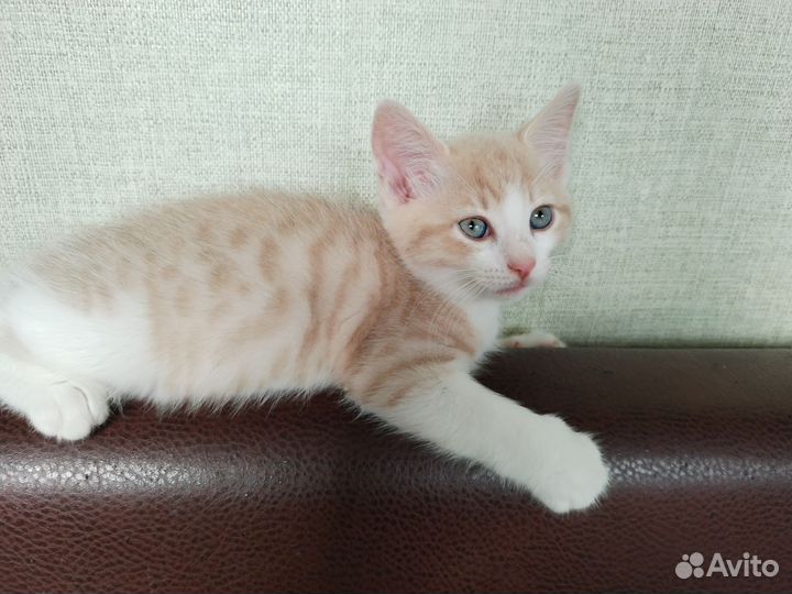 Котята в дар