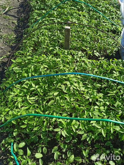 Рассада, помидор, капуста, перец, баклажан