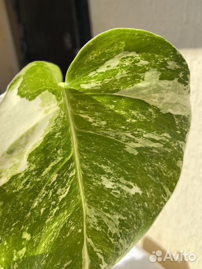 Комнатные цветы Монстера alba вариагатная