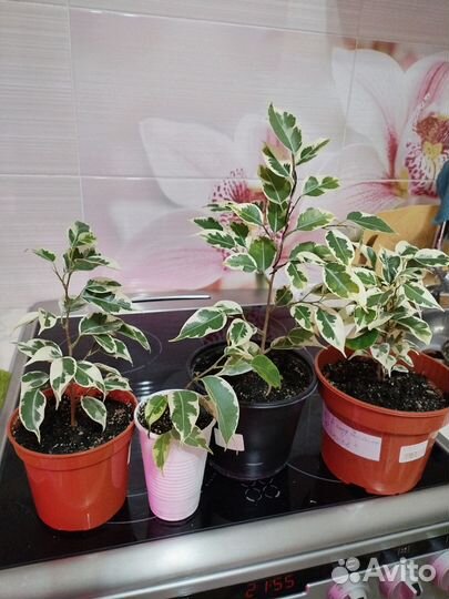 Замиокулькас, фикус Бенджамин