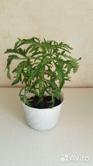 Каланхоэ Лициниата Рассечённое Суккулент