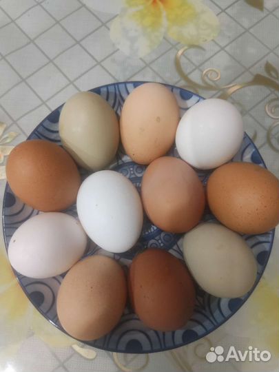 Домашние куриные яйца