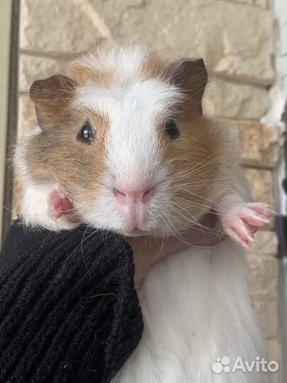 Подрощенный малыш морской свинки