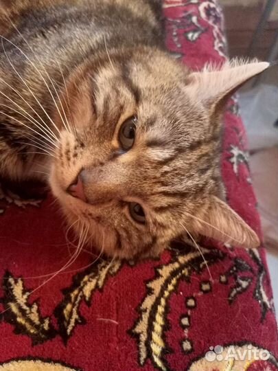 Котик 2,5 года Гоша