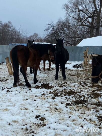 Продаю конский навоз