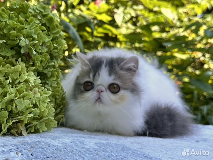 Персидская