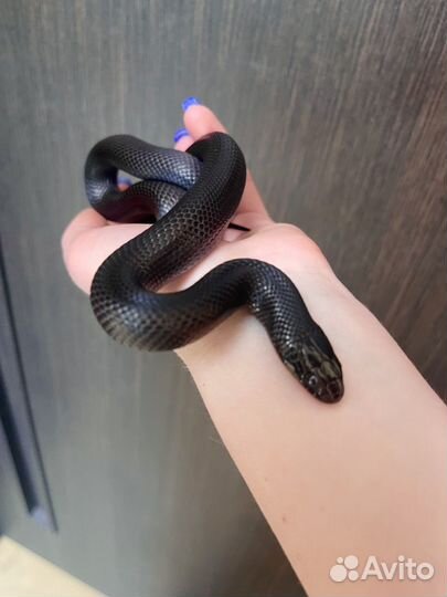 Королевская змея, удав, нигрита, кноблоха