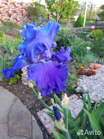 Ирисы