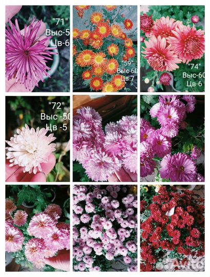 Черенки хризантемы